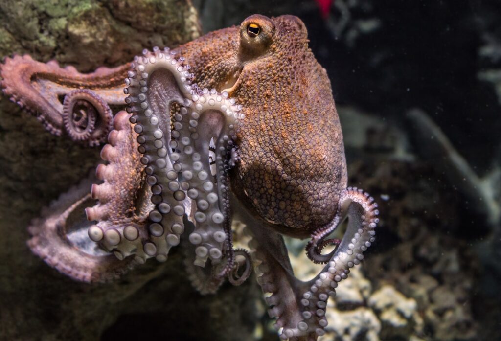 Foto van een gewone octopus.