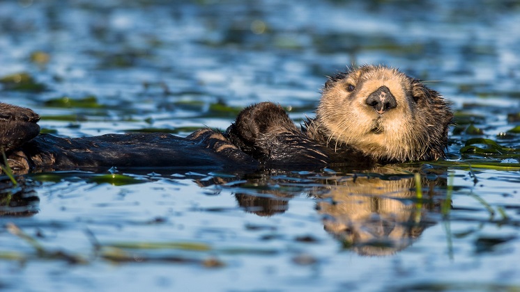 Foto van een otter die op zijn rug drijft en recht de camera in kijkt.