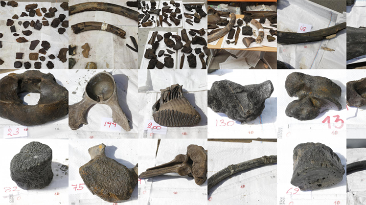 Foto's van de mammoetbotten die zijn gevonden in de bouwput van de Nieuwe Sluis Terneuzen in 2020.