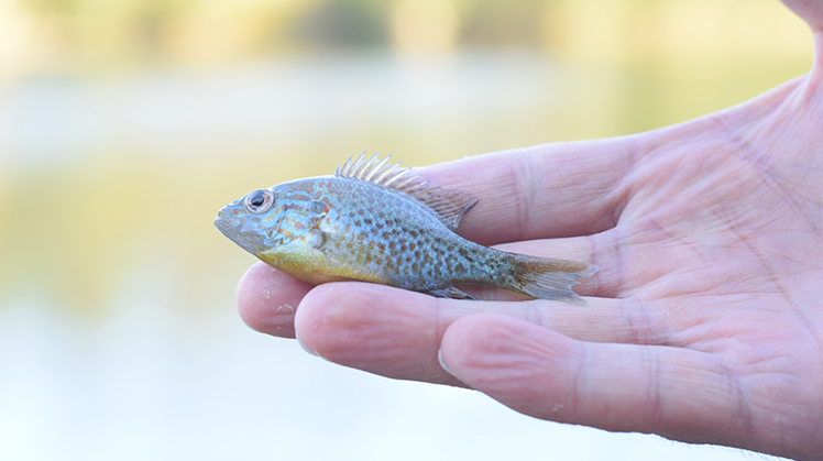 Foto van een klein visje op de hand van een mens.