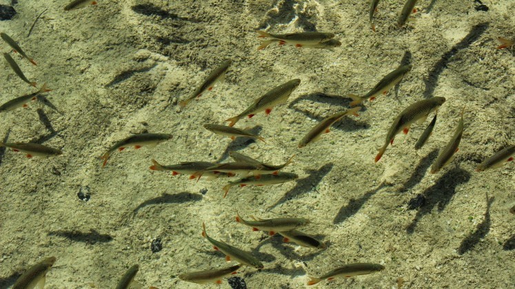 Foto van vissen op de bodem.