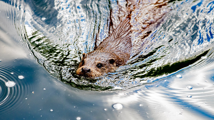 Foto van een zwemmende otter.