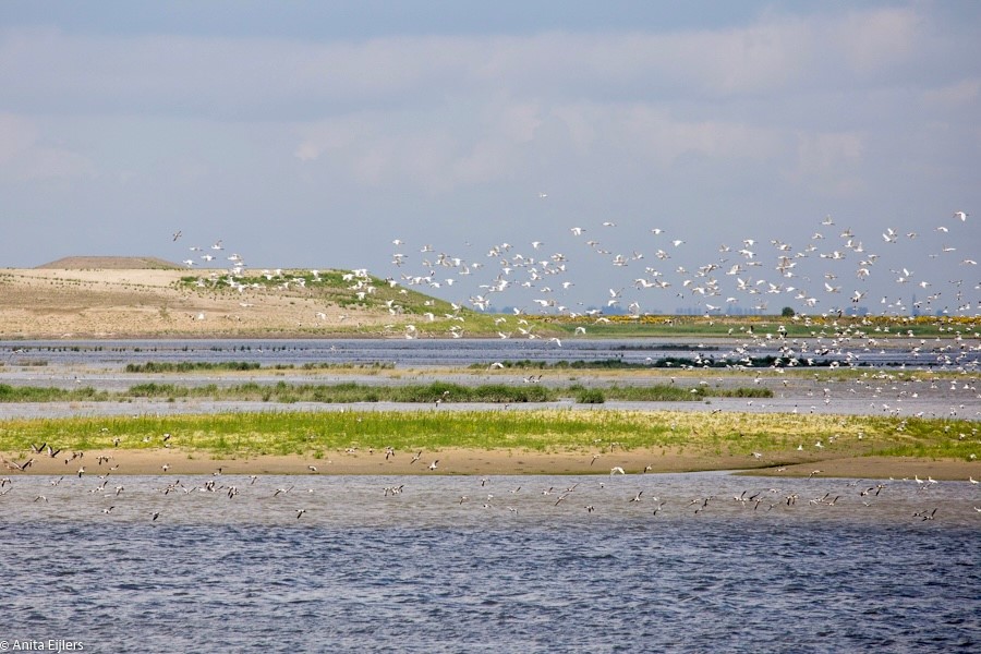 Water en land begroeid met grassen. In de vlucht vliegen grote groepen vogels.